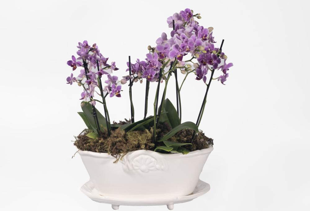 Cachepot Flor De Lis M Com Prato 16x31x22